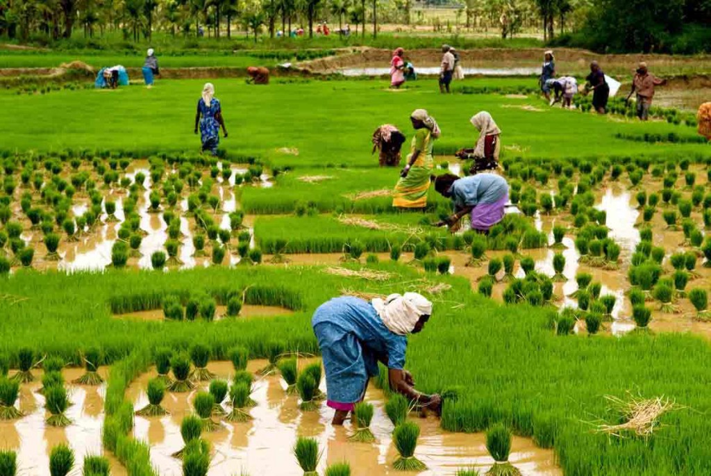 demonitizatio-effect-on-agriculture